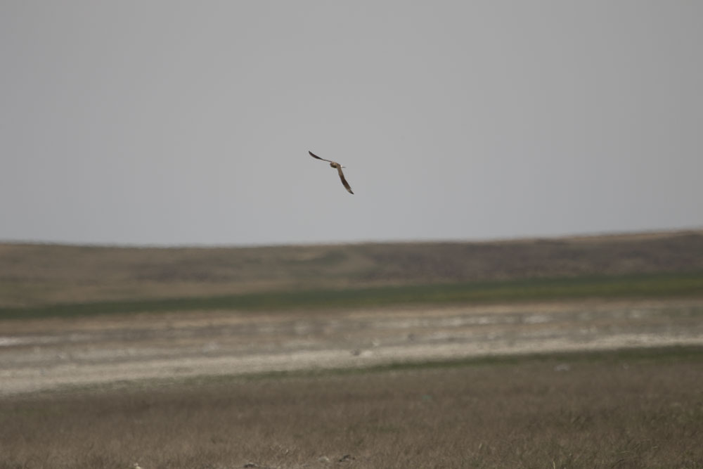 Collared Pratincole