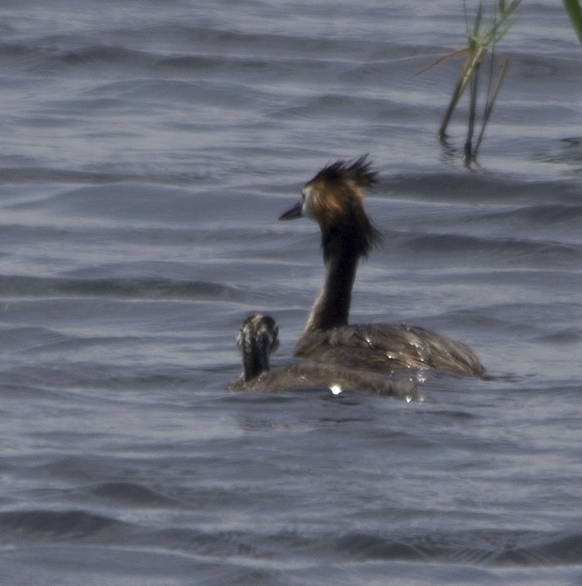 Great Crested Grebe