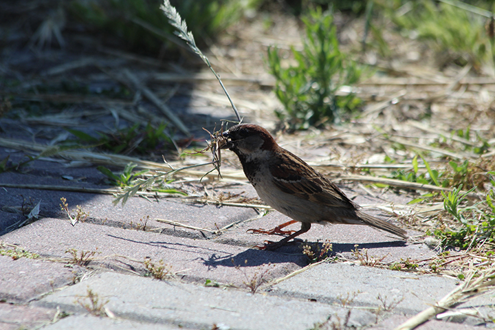 House Sparrow