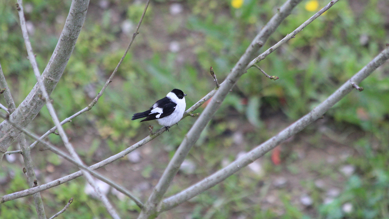 Collared Flycatcher