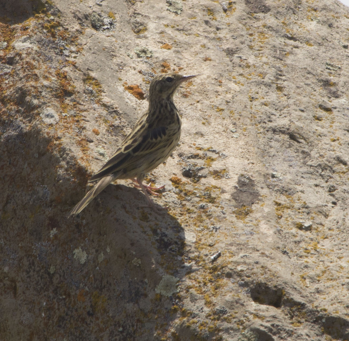 Tree Pipit — Ana fotoğraf