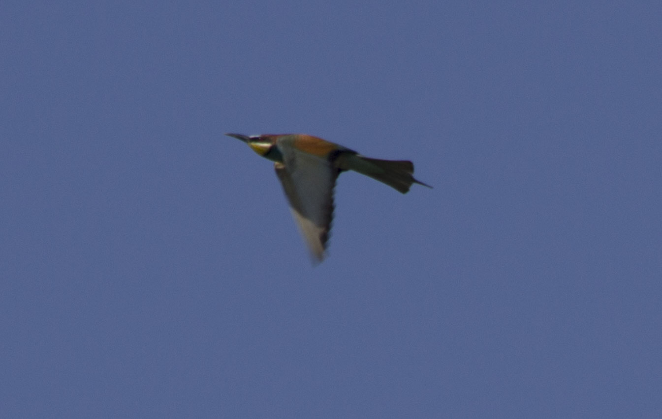 European Bee-eater