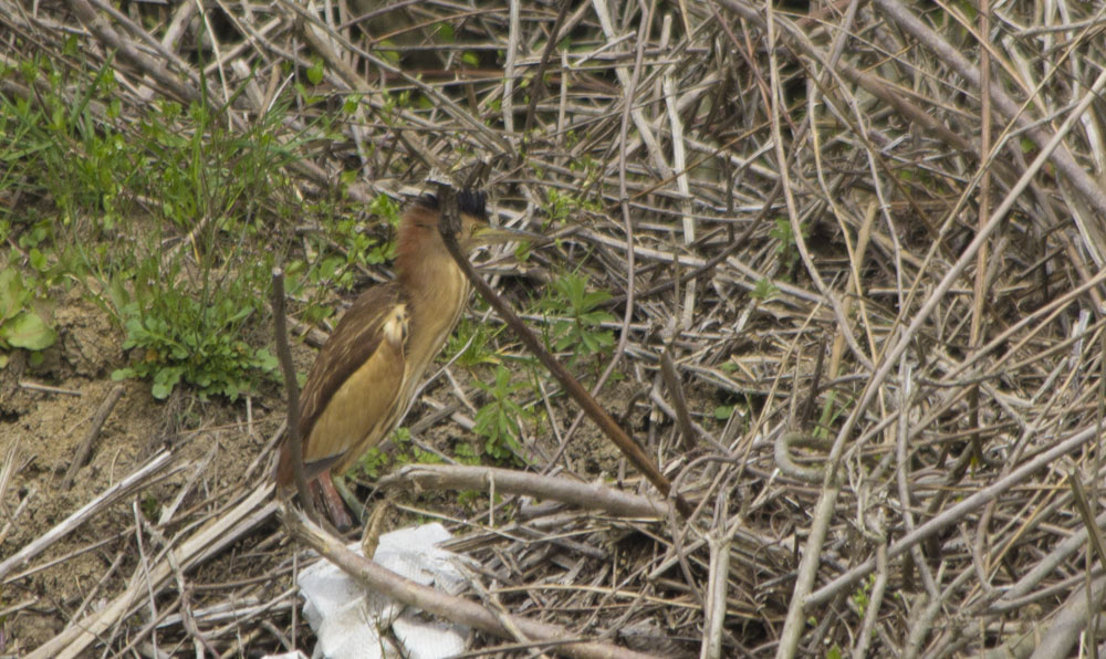 Little Bittern — Ana fotoğraf