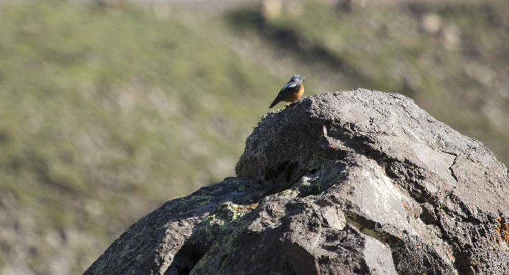 Rufous-tailed Rock-Thrush
