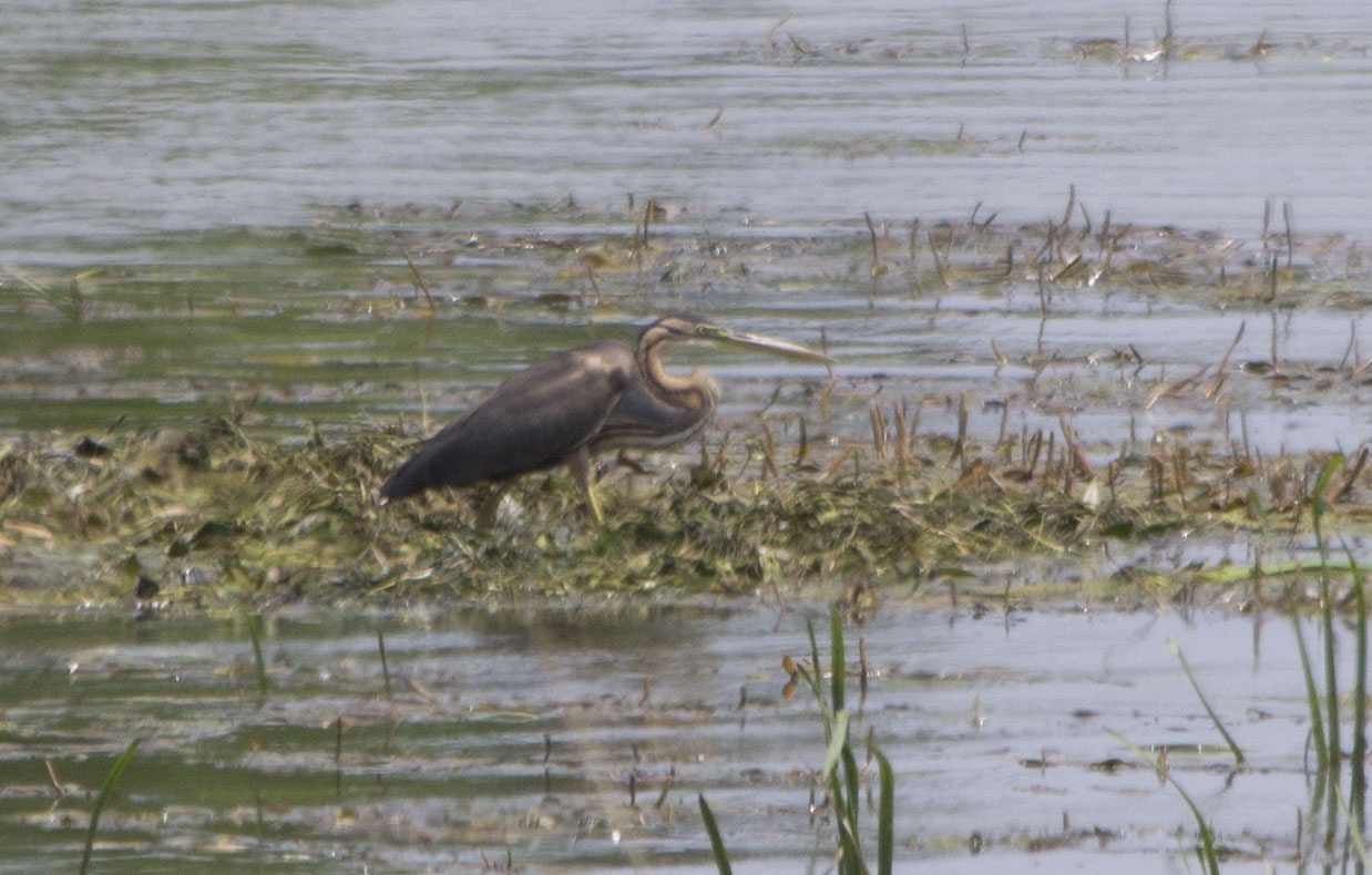 Purple Heron