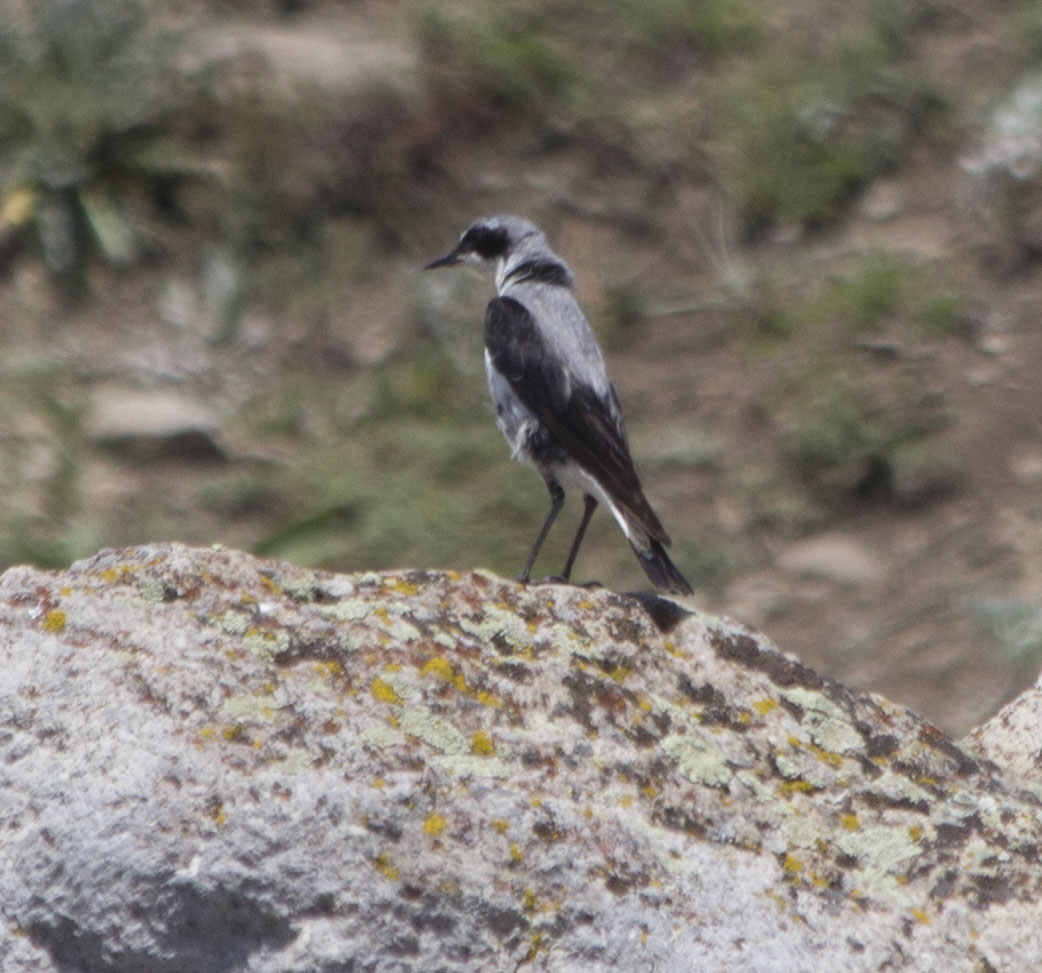 Black-eared Wheatear