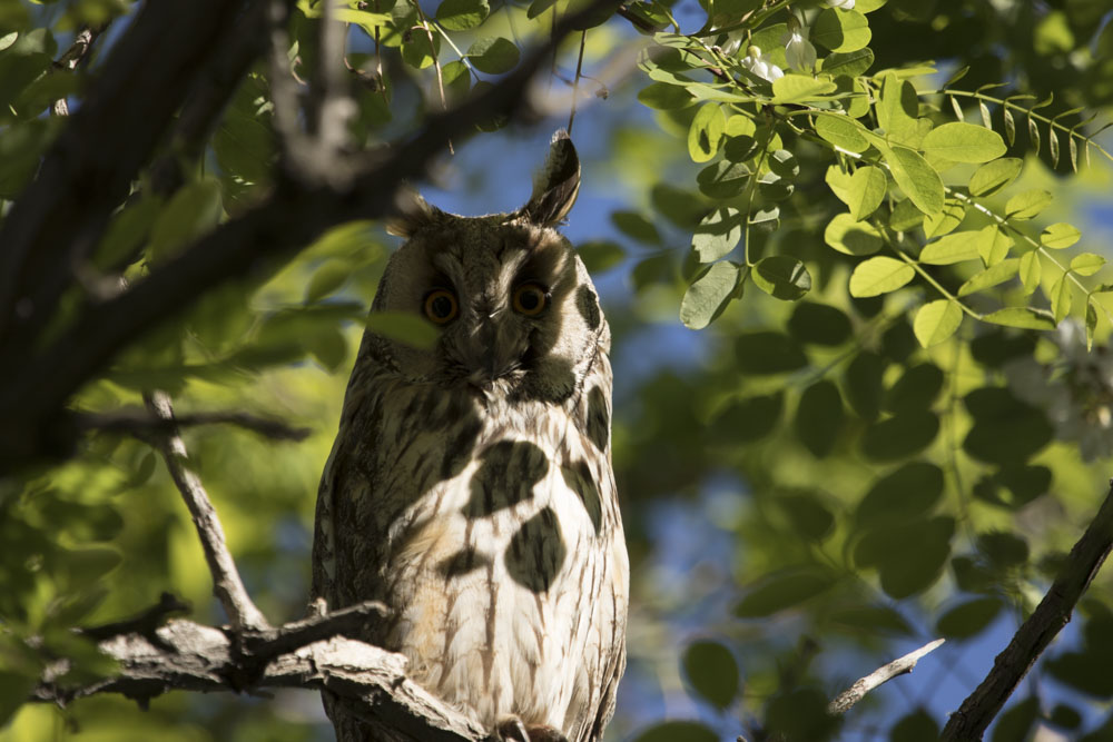 Long-eared Owl
