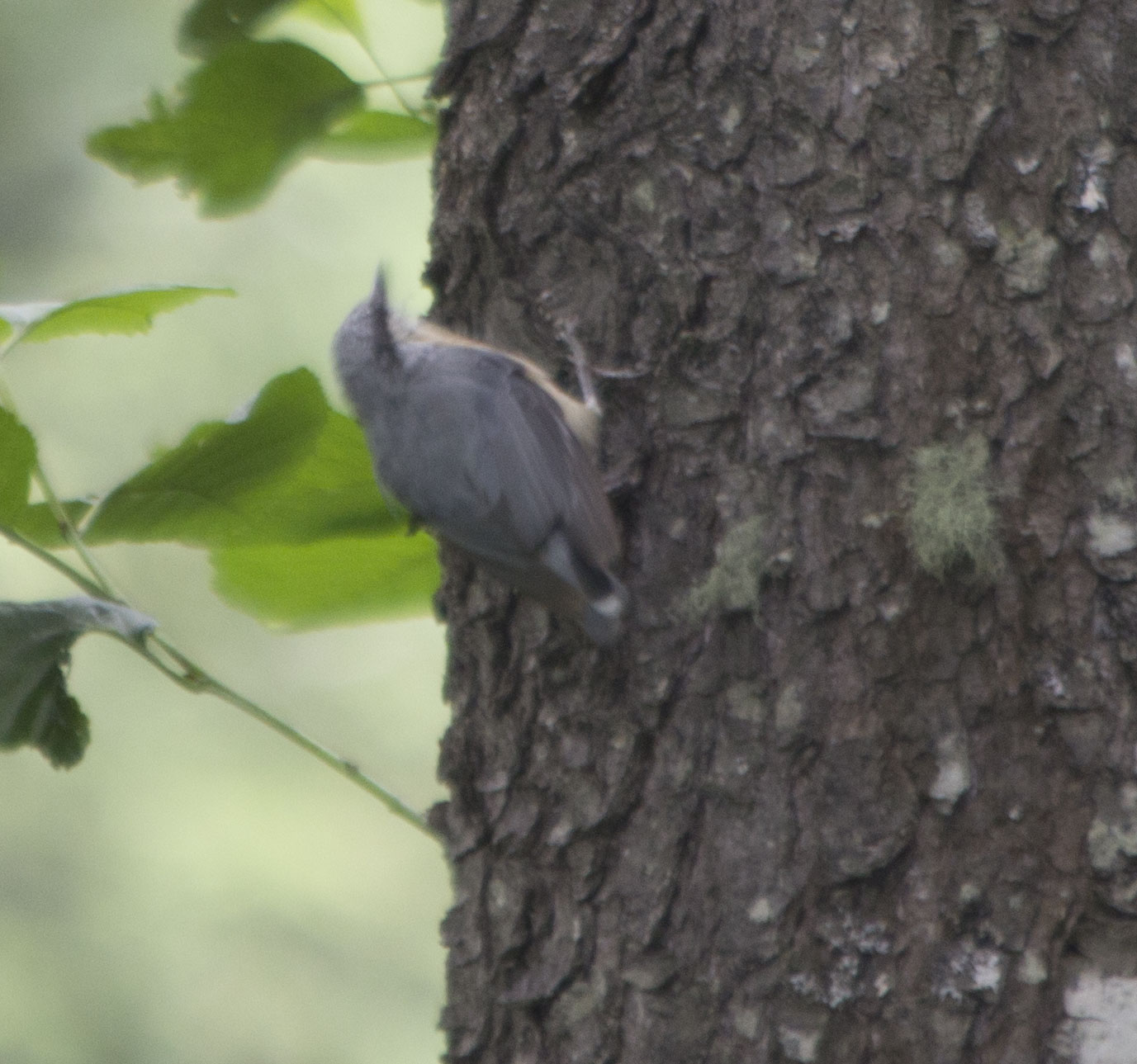 Eurasian Nuthatch