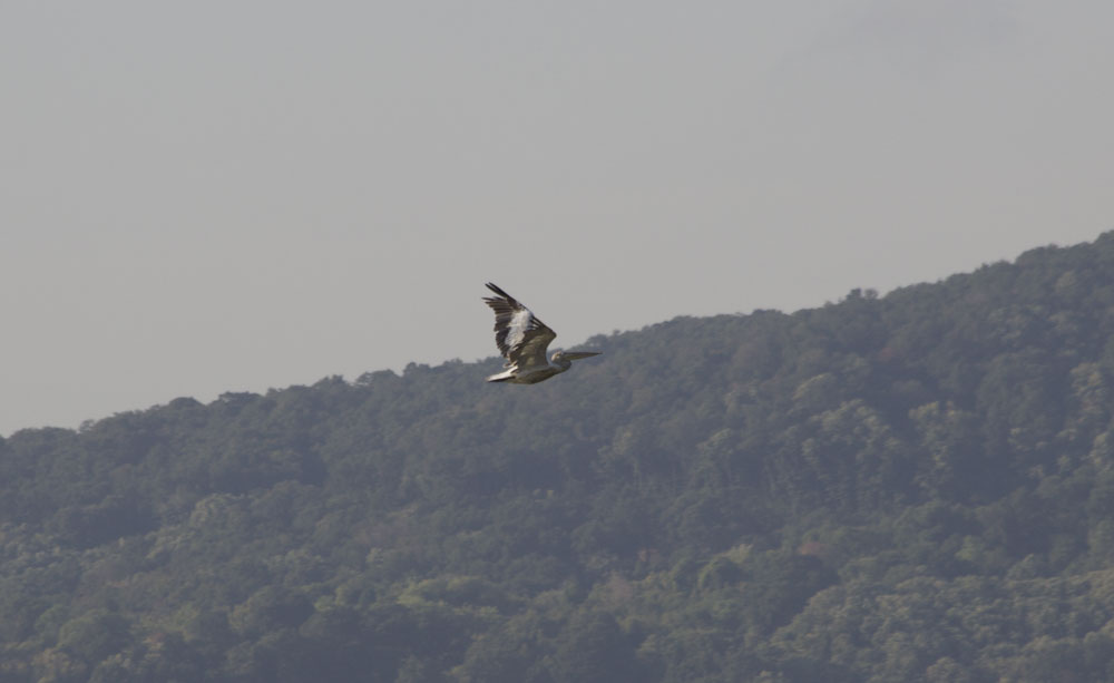 Great White Pelican