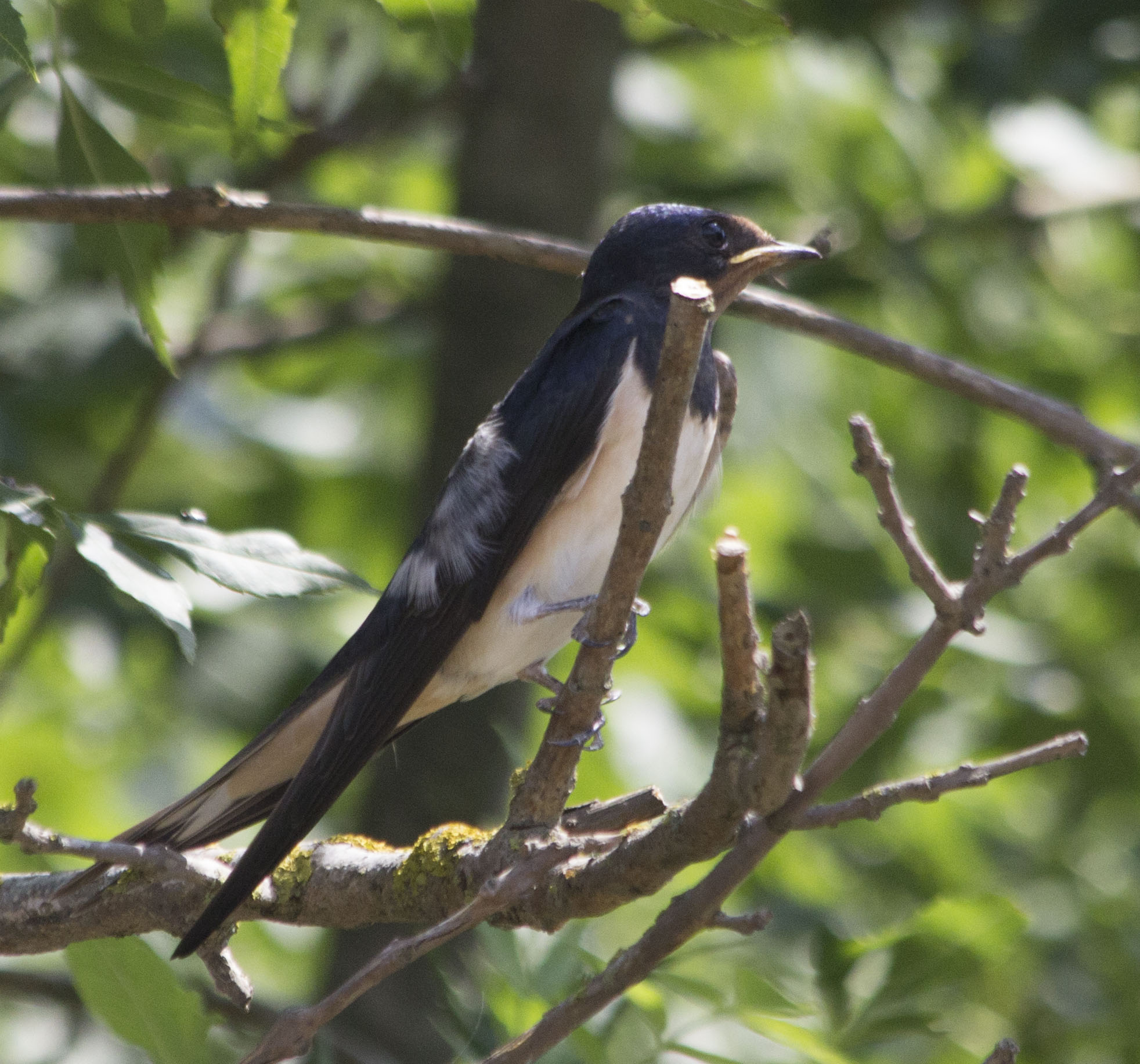 Barn Swallow