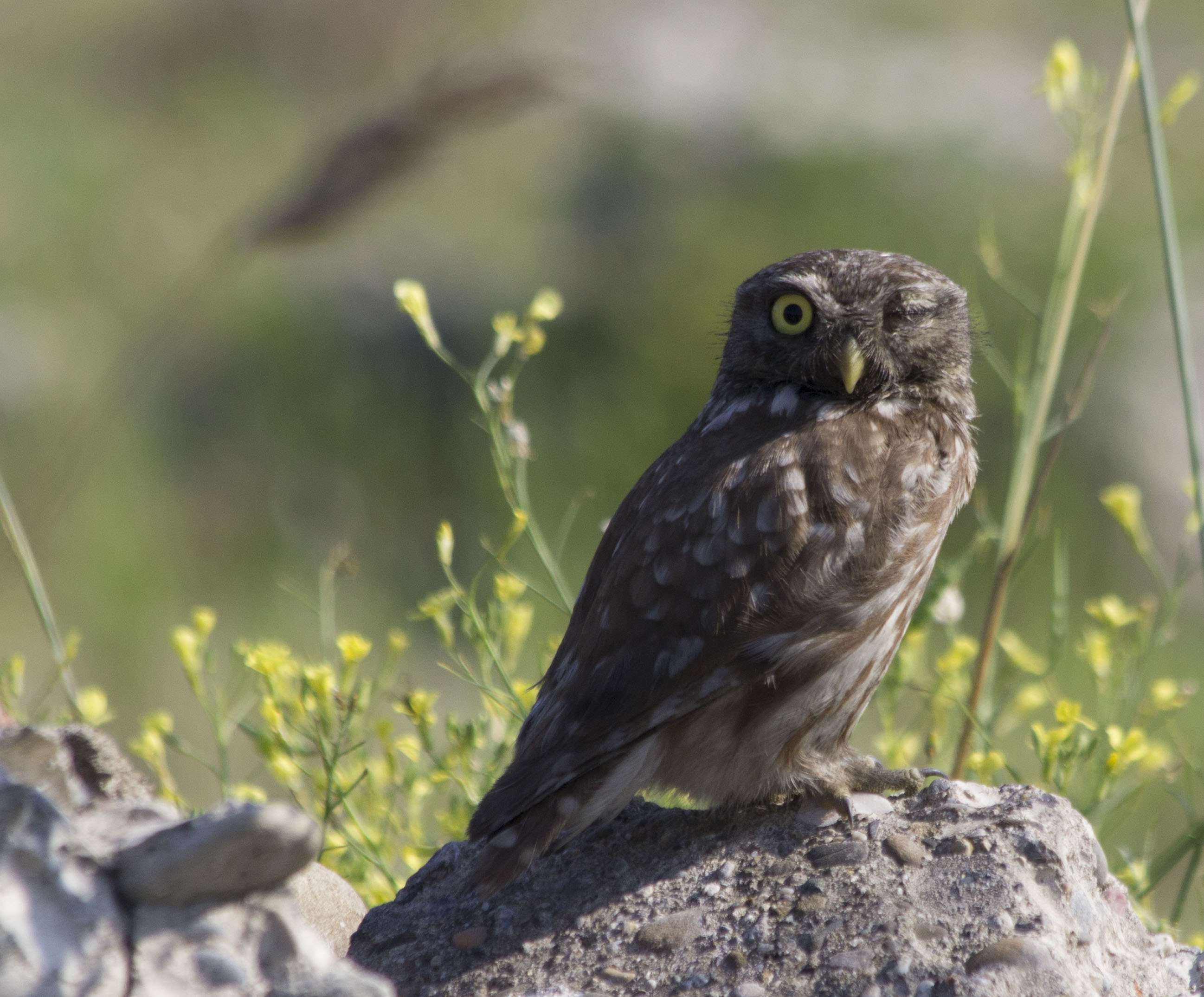 Little Owl