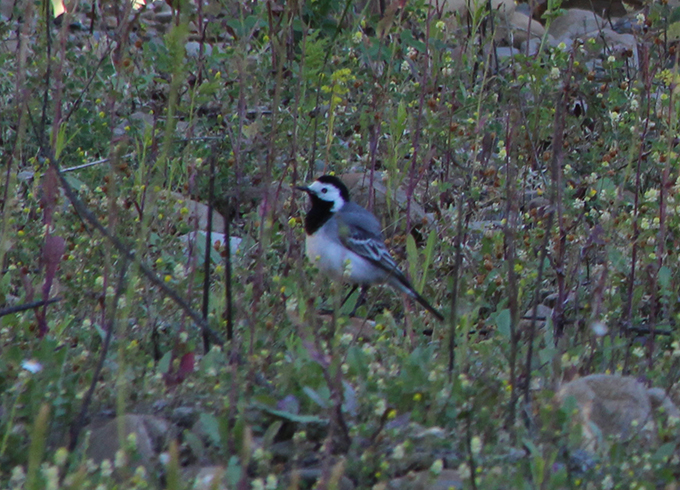 White Wagtail