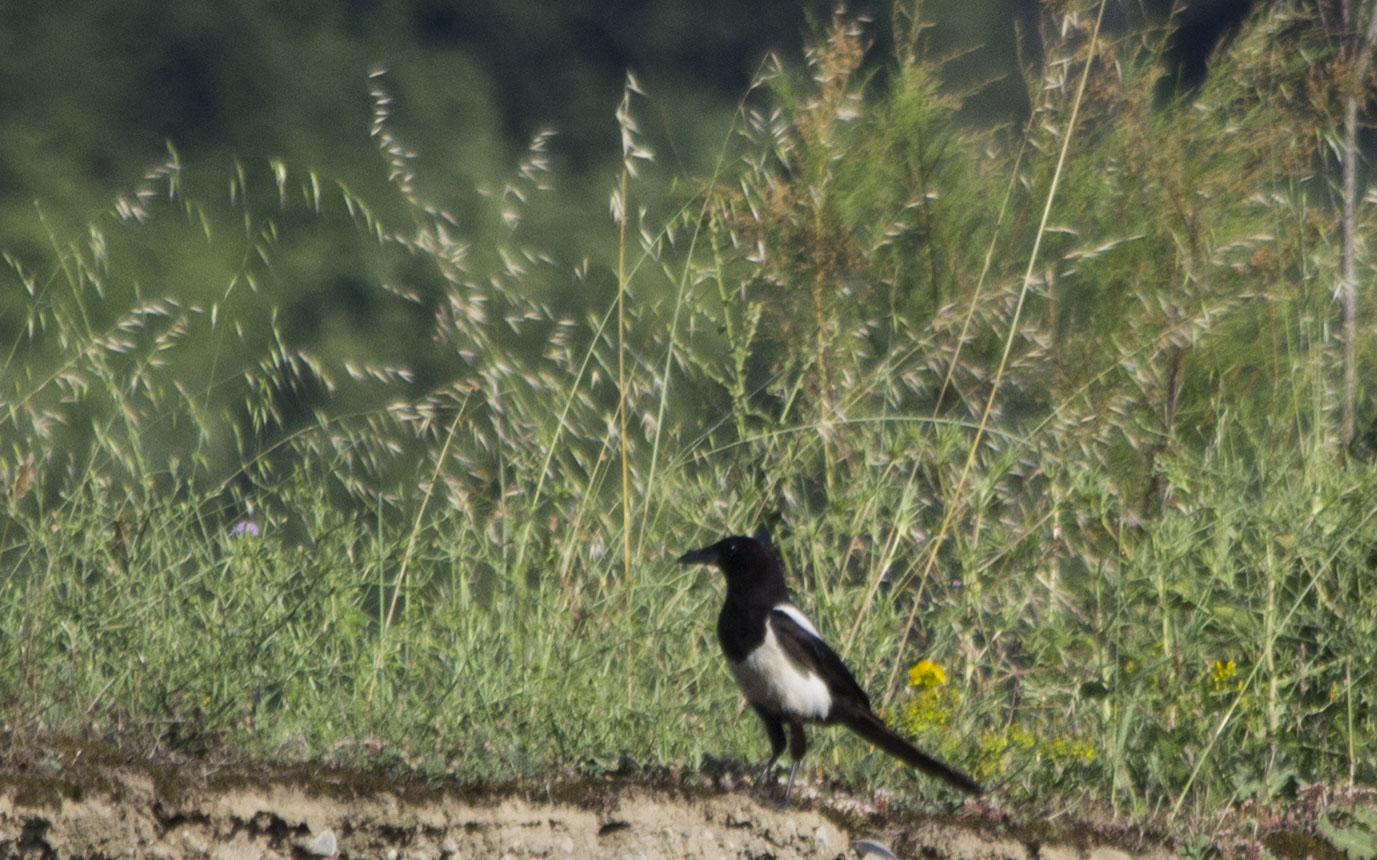 Eurasian Magpie