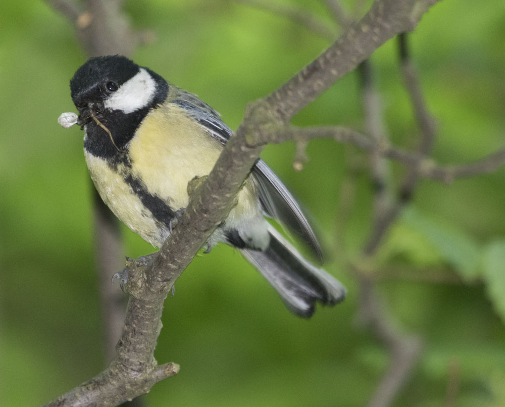 Great Tit