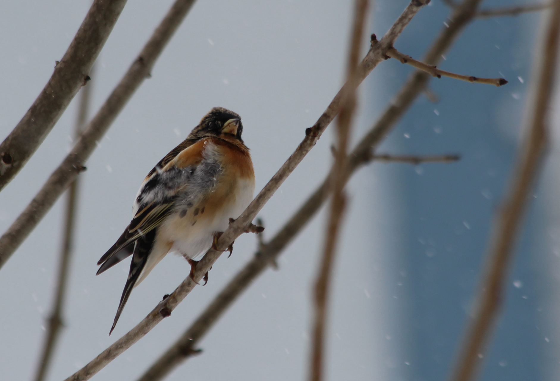 Brambling