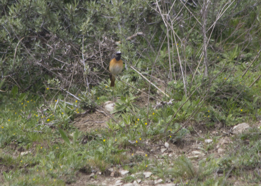 Common Redstart
