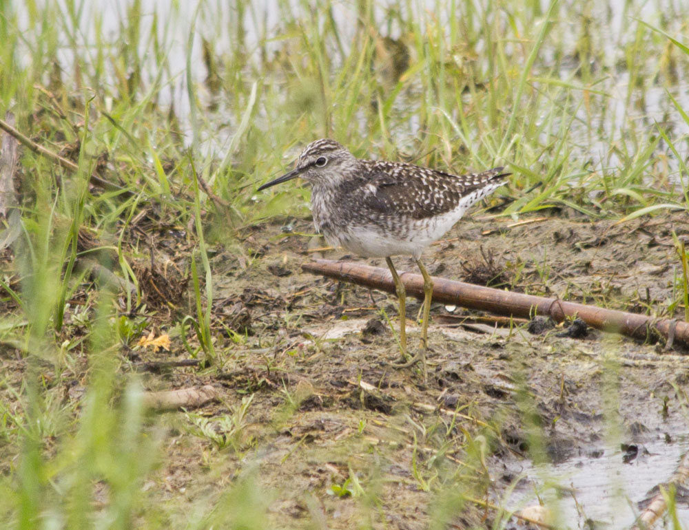 Common Greenshank — Ana fotoğraf