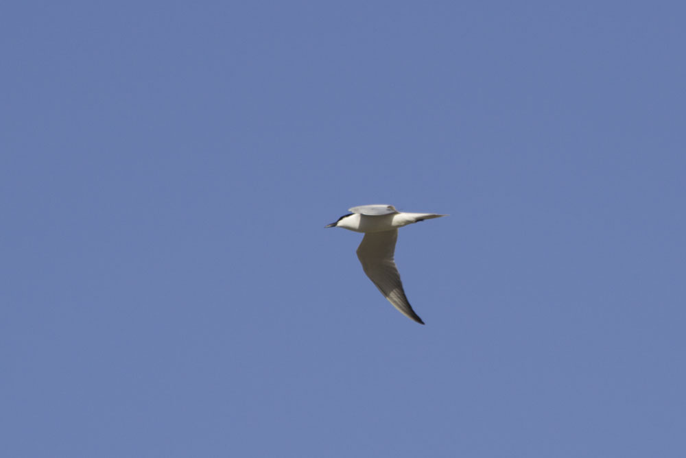 Common Tern