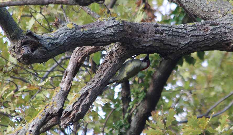Eurasian Green Woodpecker