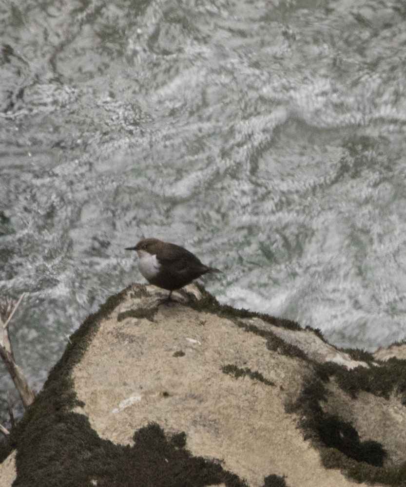 White-throated Dipper