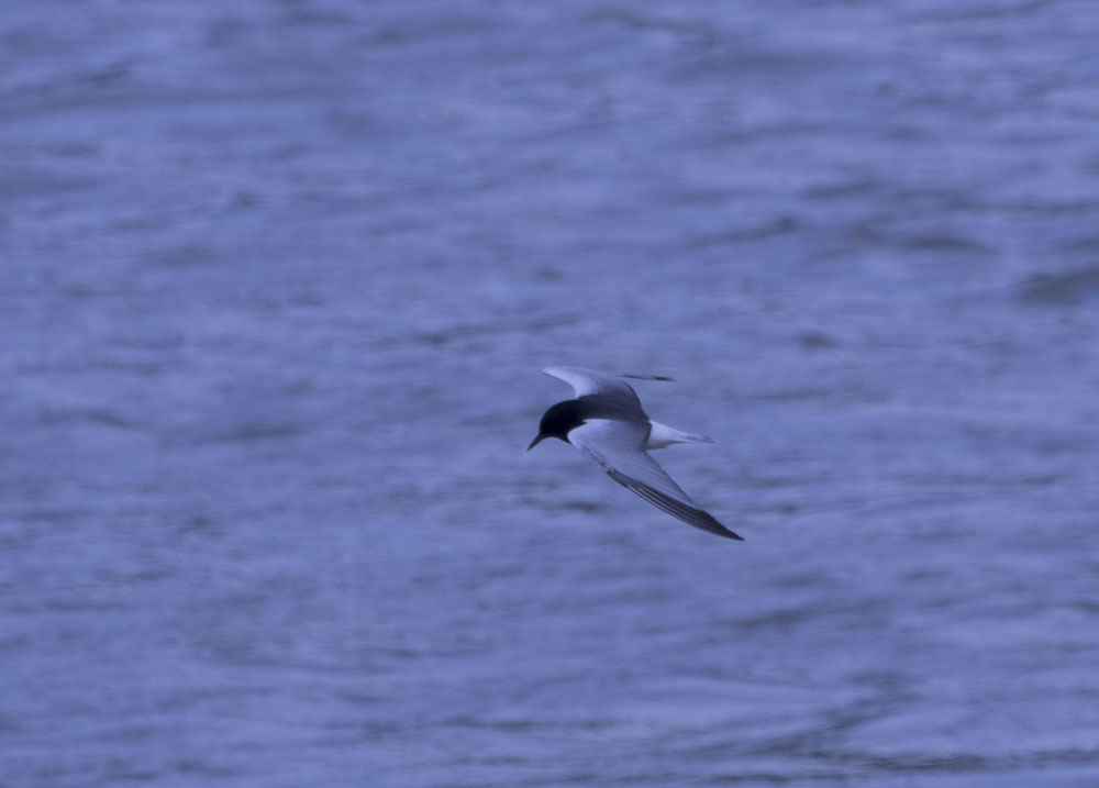 White-winged Tern