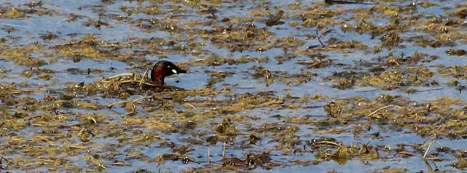 Little Grebe