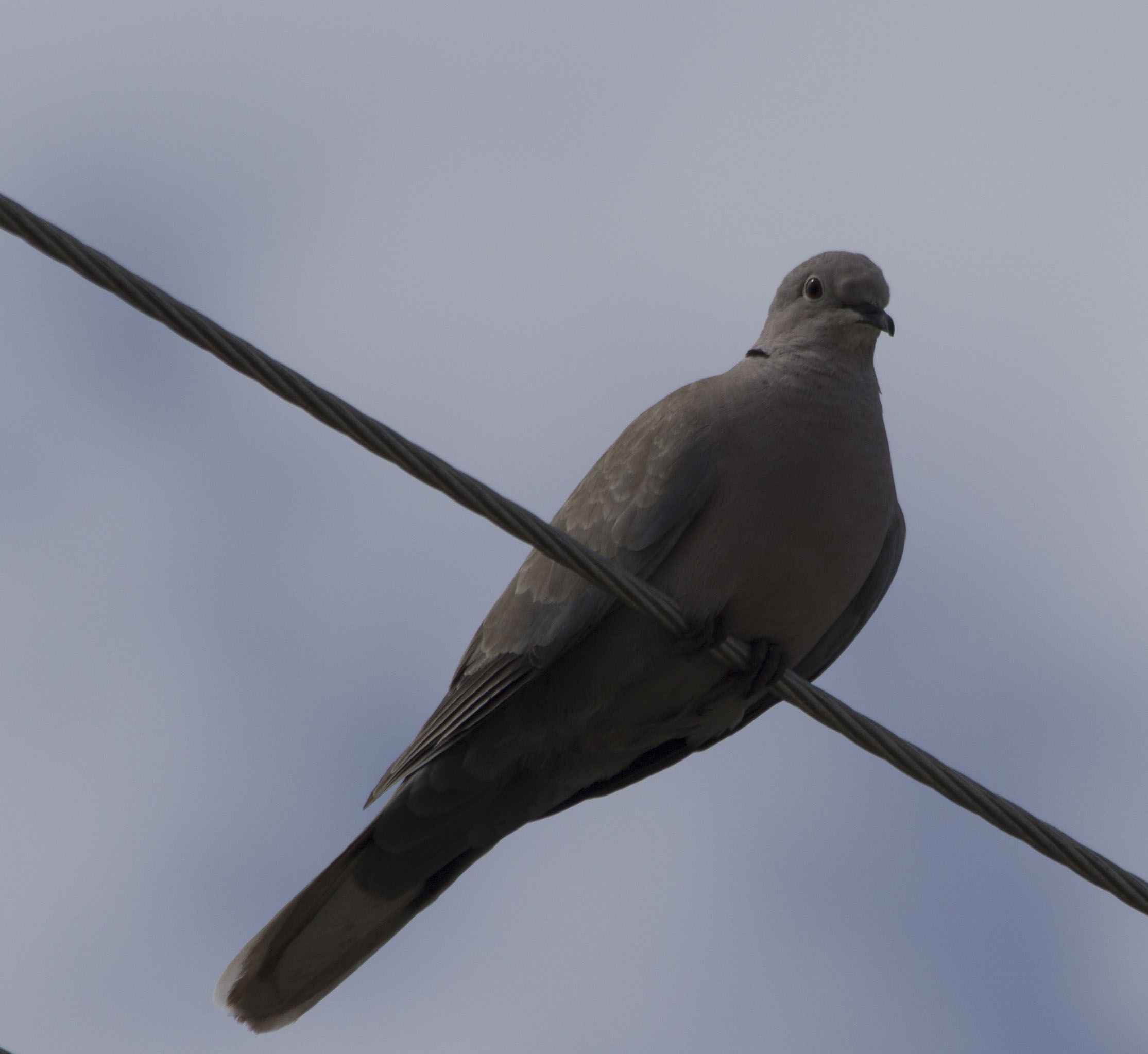 Eurasian Collared-Dove