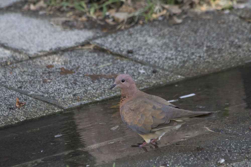 Laughing Dove