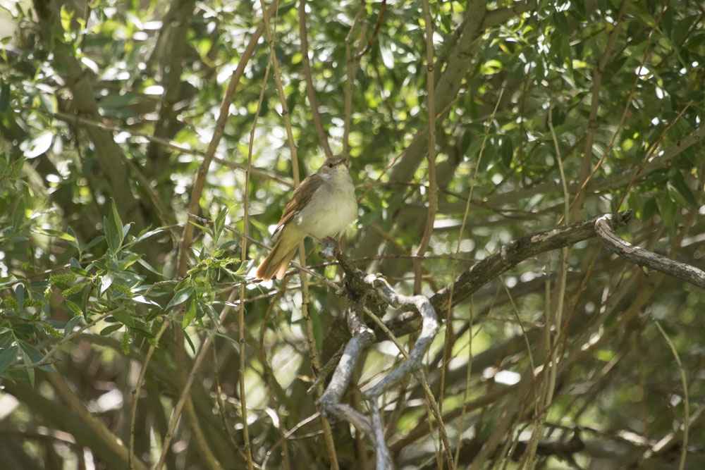 Common Nightingale