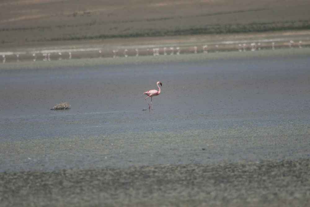 Lesser Flamingo