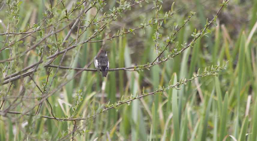 European Pied Flycatcher