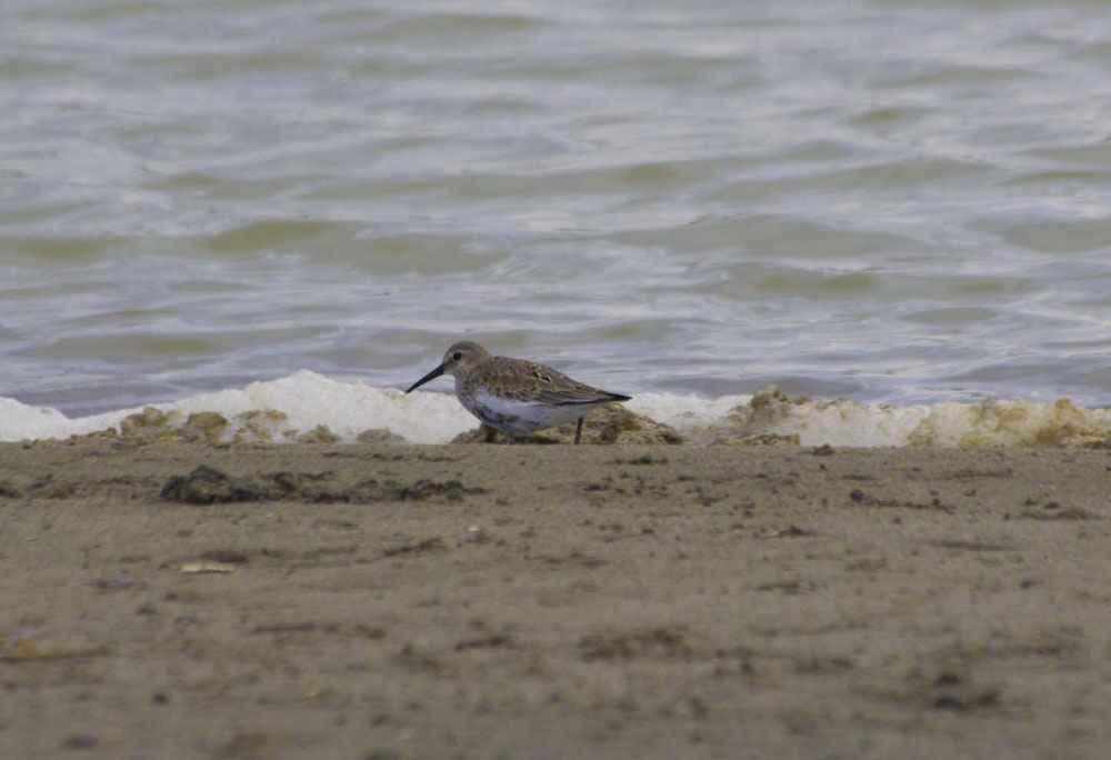 Little Stint