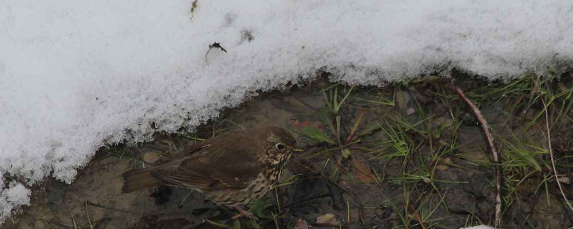 Song Thrush