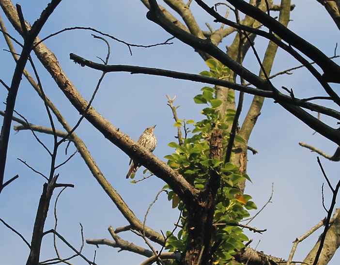Mistle Thrush