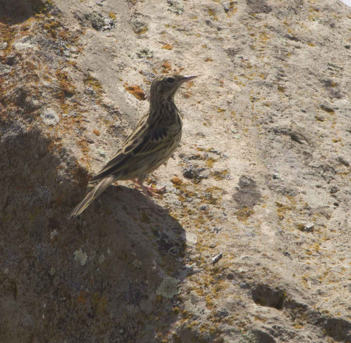 Tree Pipit