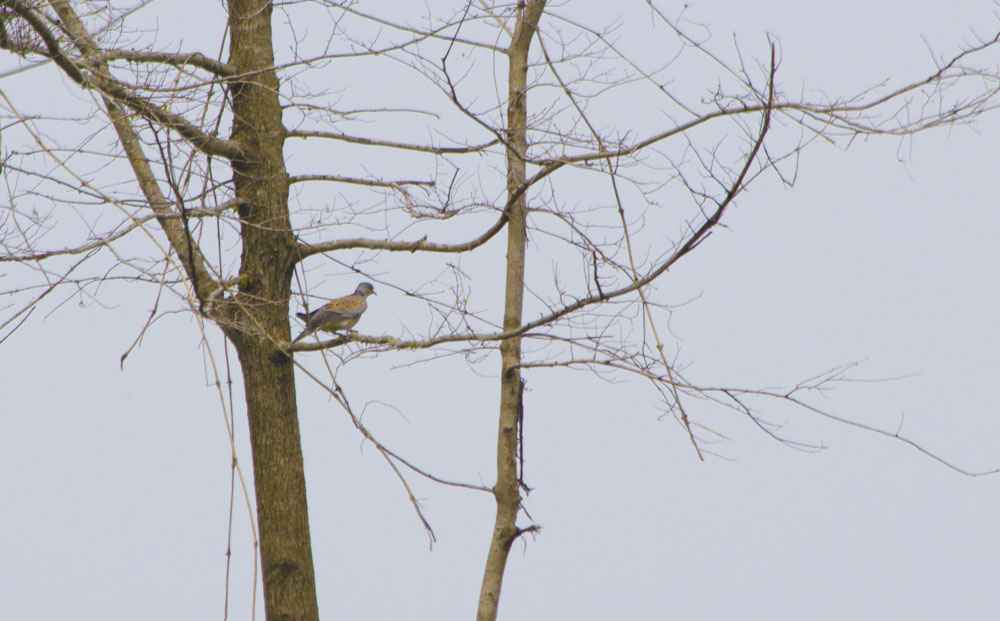 European Turtle-Dove