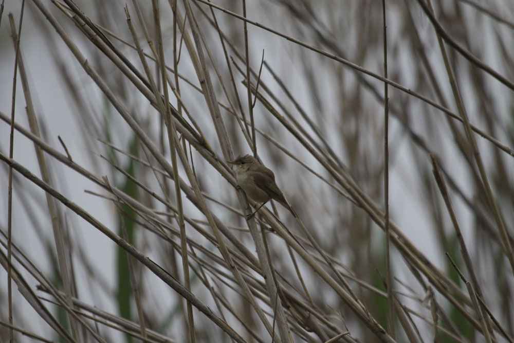 Eurasian Reed Warbler