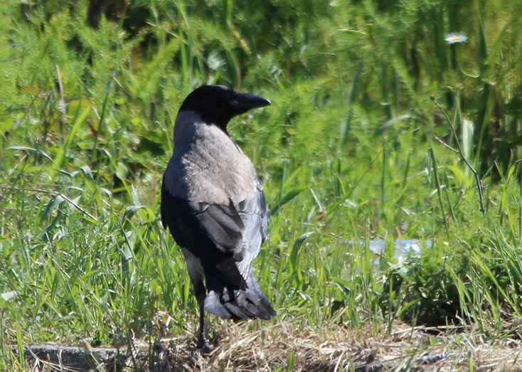Hooded Crow