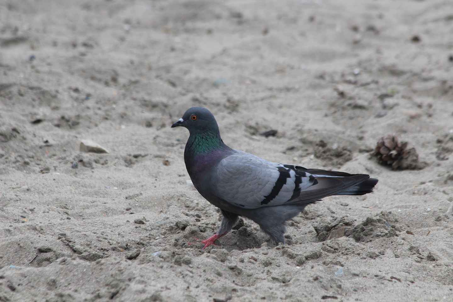 Rock Pigeon