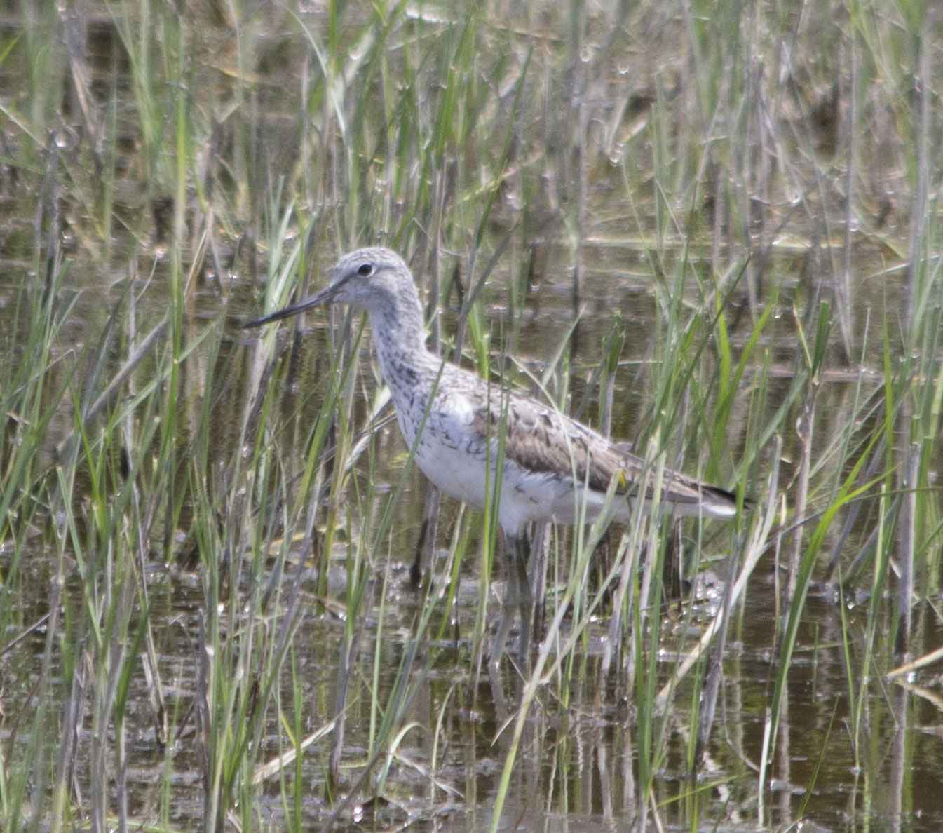 Common Greenshank
