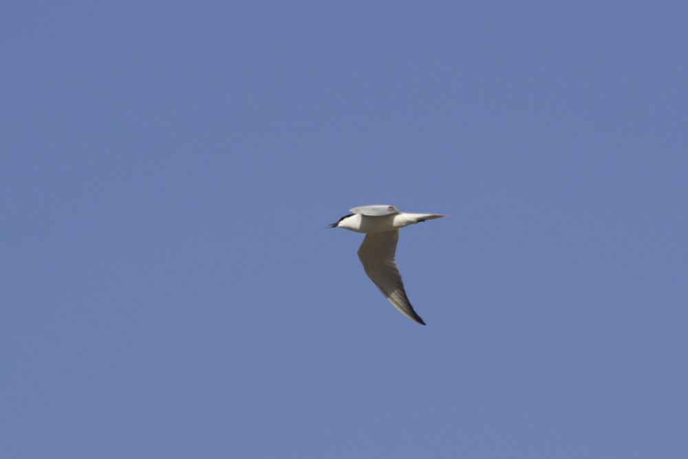 Common Tern