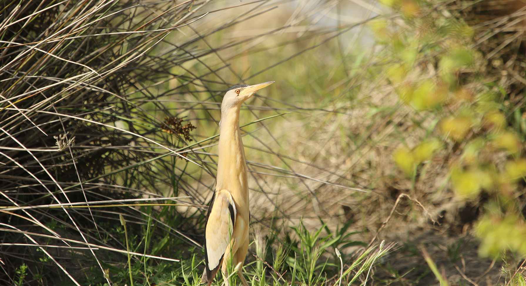 Little Bittern