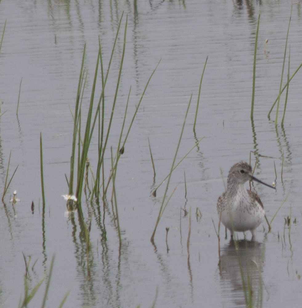 Marsh Sandpiper