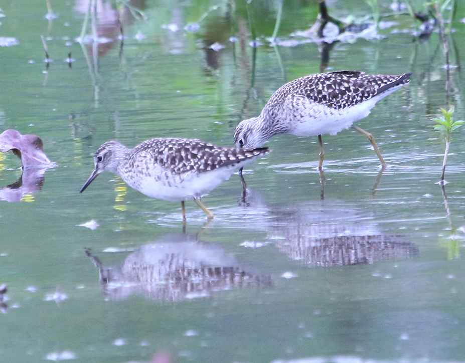 Wood Sandpiper