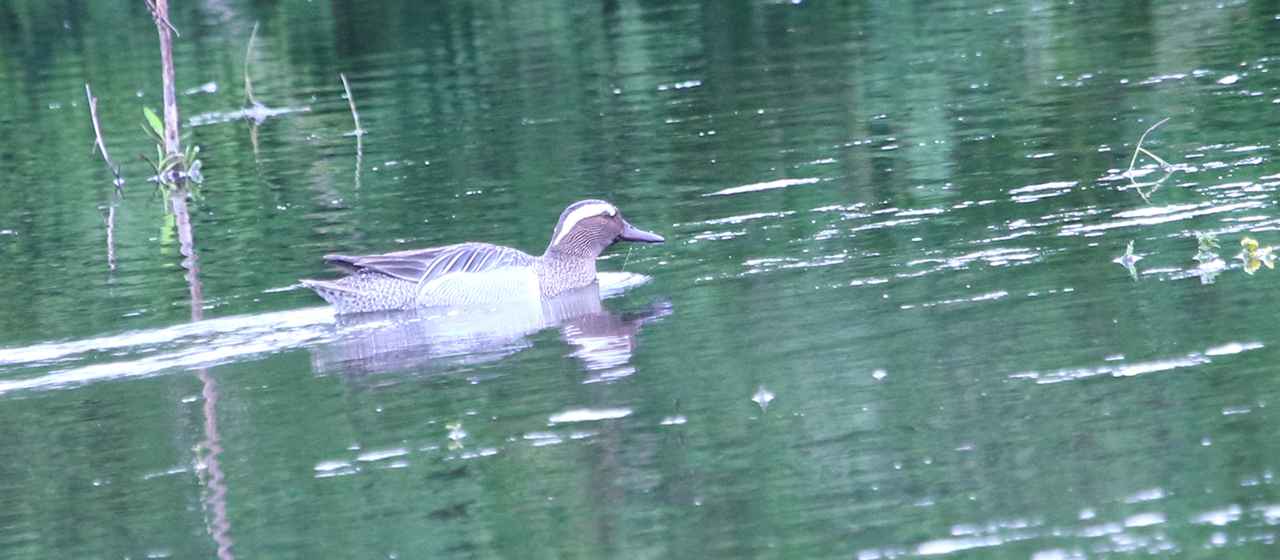Garganey