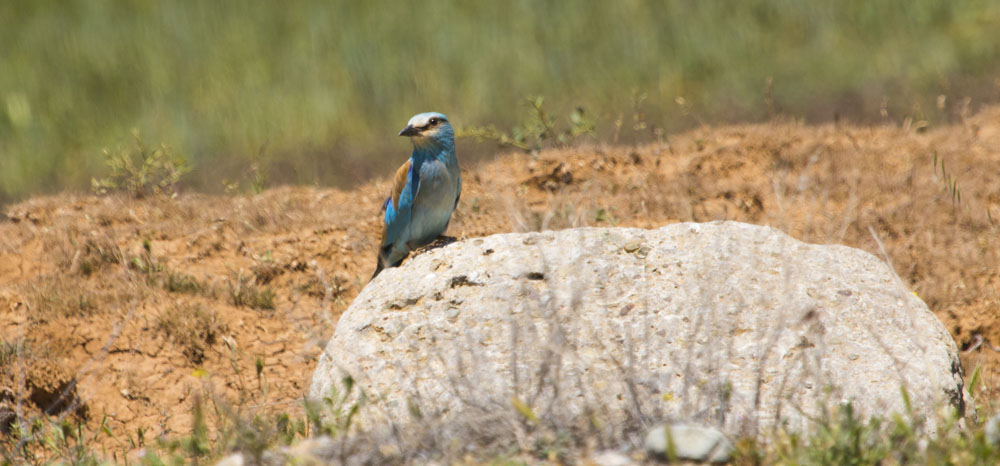 European Roller