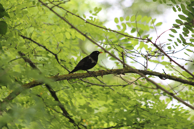 Eurasian Blackbird