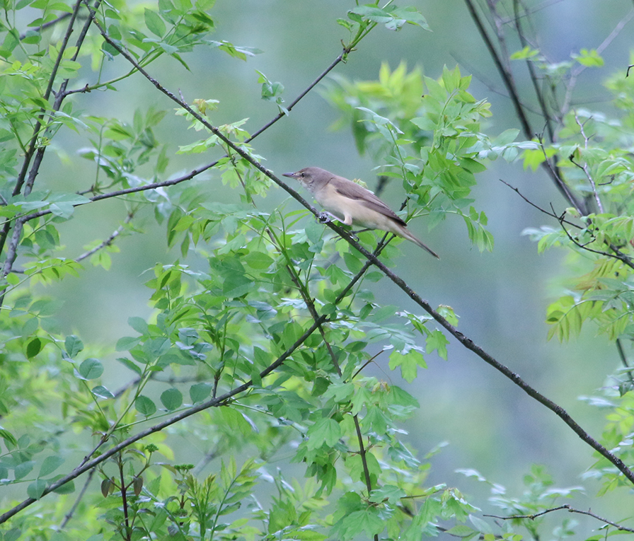 Great Reed Warbler