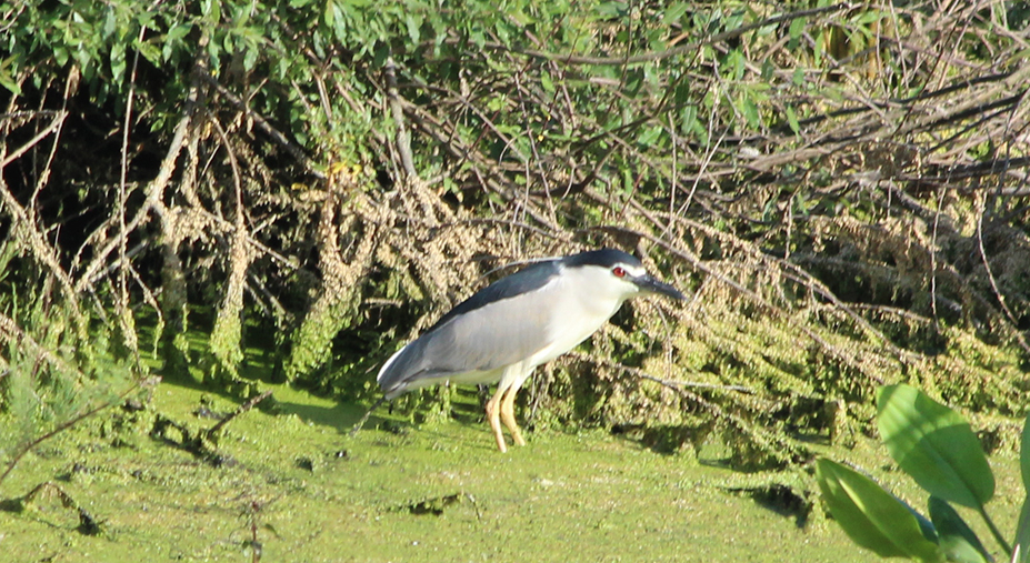 Black-crowned Night-Heron
