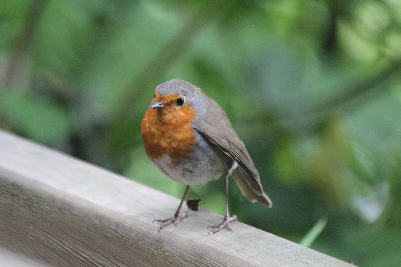 European Robin